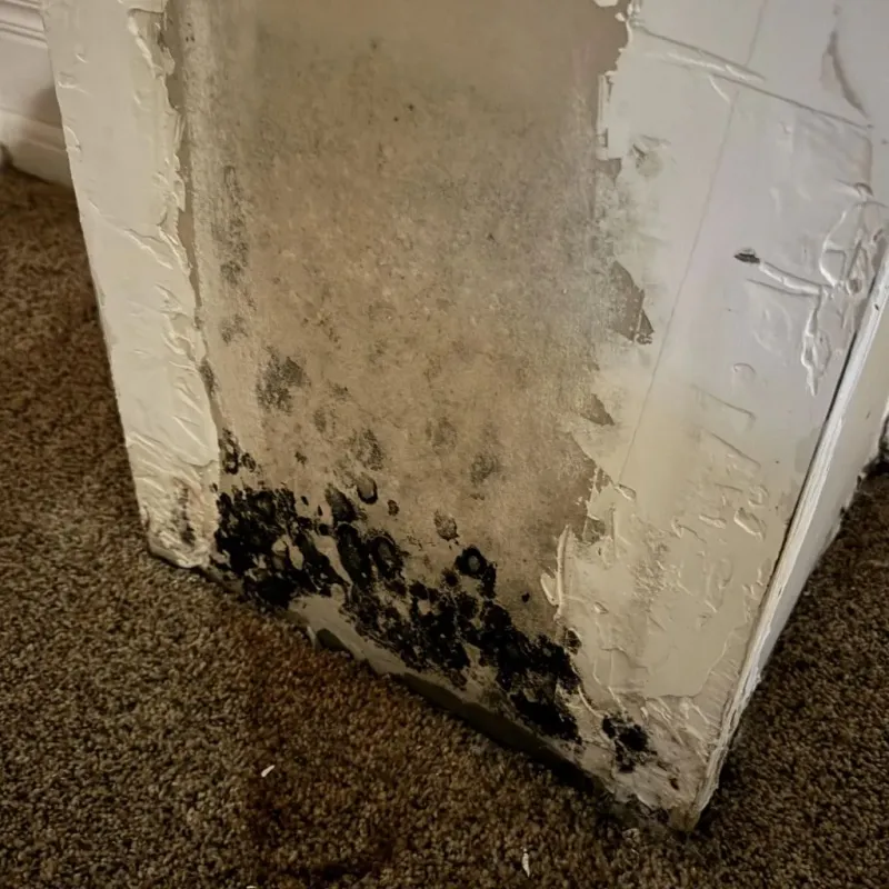 Professional Mold Removal in Apache, OK